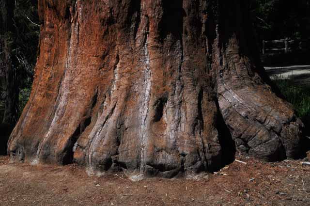 Mariposa Sequoia Grove